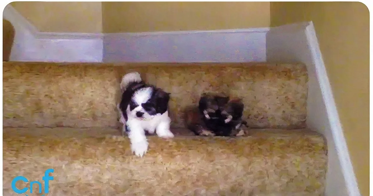 A Little Shih-Tzu Climbs Down the Stairs for the First Time, and Everyone Comes Down to Help