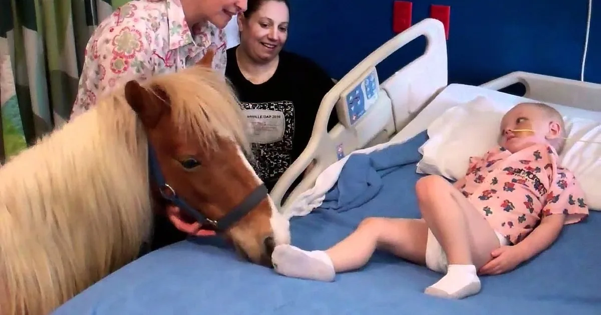 A child in a hospital bed interacts with a small horse, accompanied by two adults.