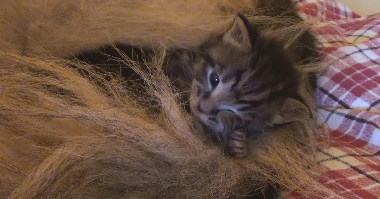 A small, fluffy kitten with dark stripes is nestled among hay, looking sleepy.
