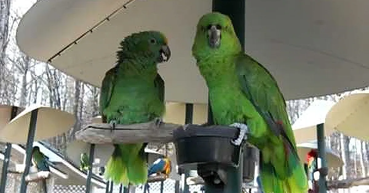 Two green parrots perch on a wooden structure, surrounded by other birds and trees.