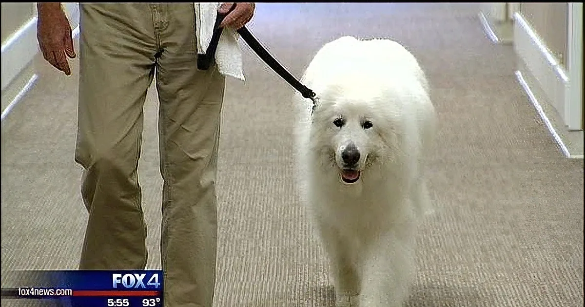 A fluffy white dog on a leash is being walked by a person in khaki pants.