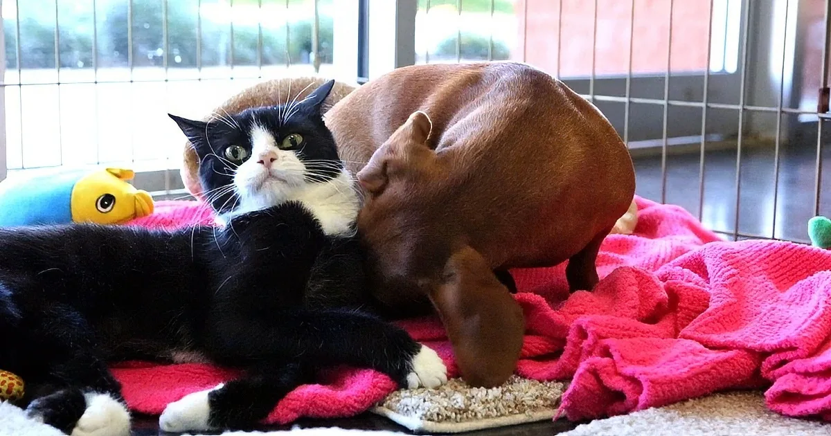 A black and white cat lounges on a pink blanket while a brown dog nuzzles it affectionately.