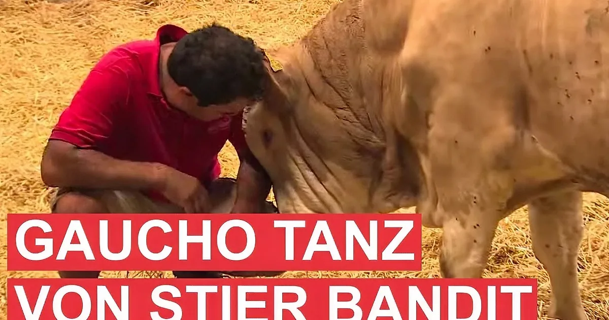 A man in a red shirt is tending to a cow in a straw-covered area.