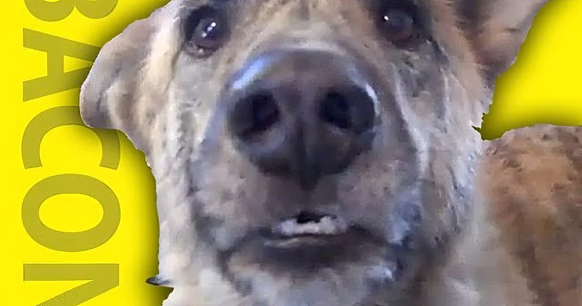 A close-up of a dog's face with a yellow background and the word "BACON" vertically on the left.