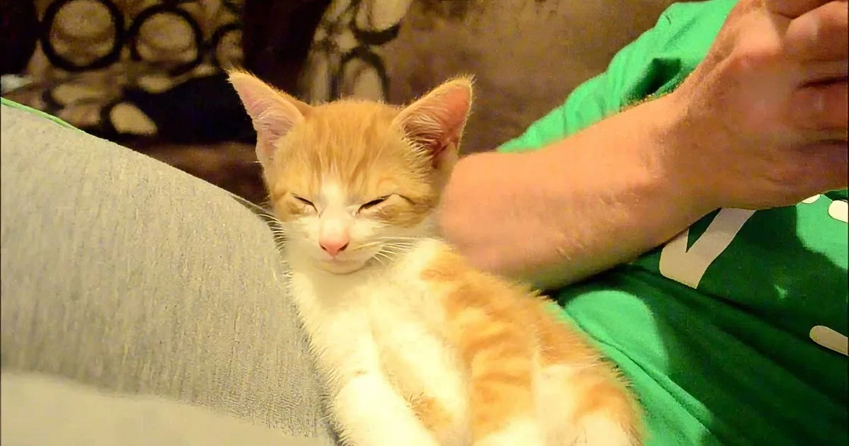 A relaxed orange and white kitten rests on a person's lap, with a green shirt visible.