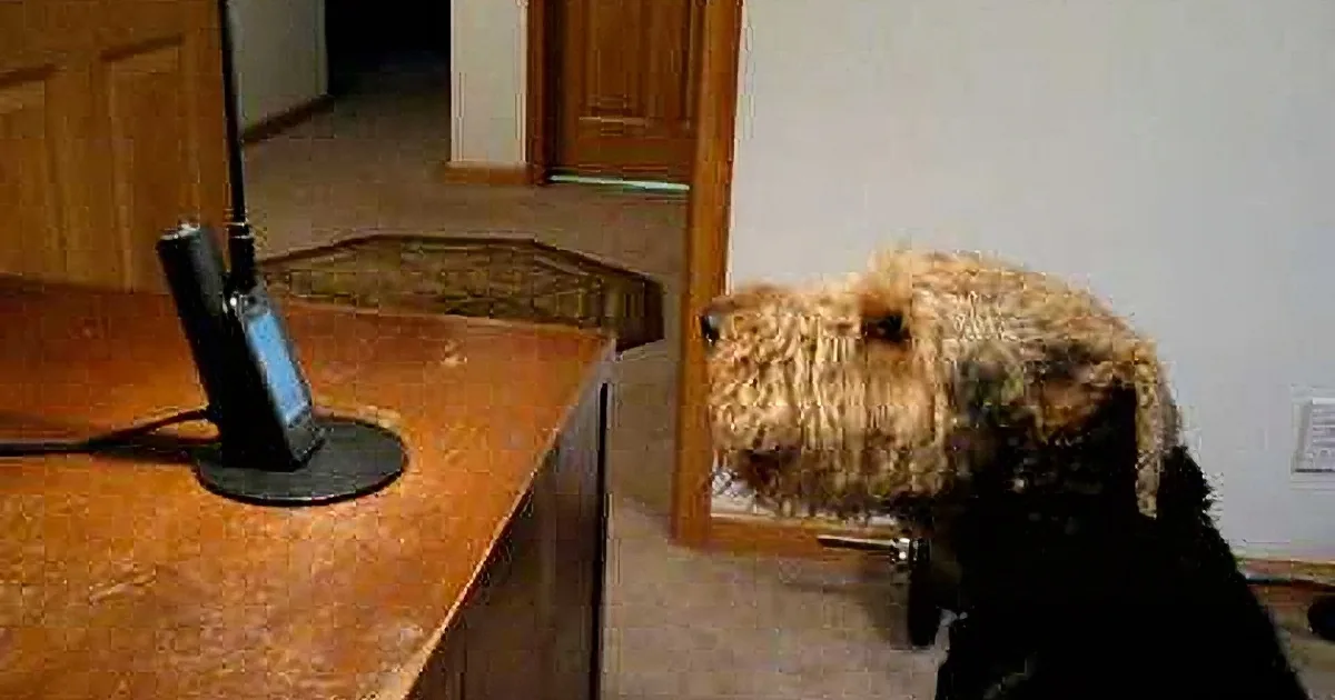 A dog with a light brown and black coat is sitting on a carpeted floor, looking towards the camera.