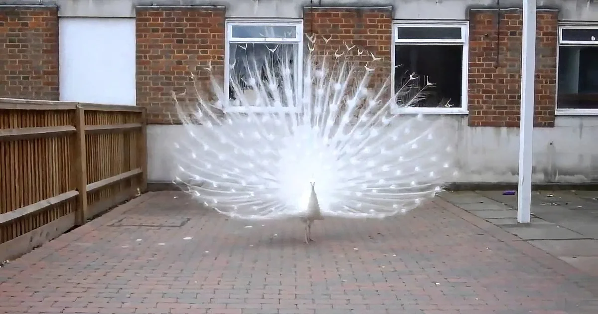 A white peacock with an open tail feathers is standing on a brick patio in front of a brick building.