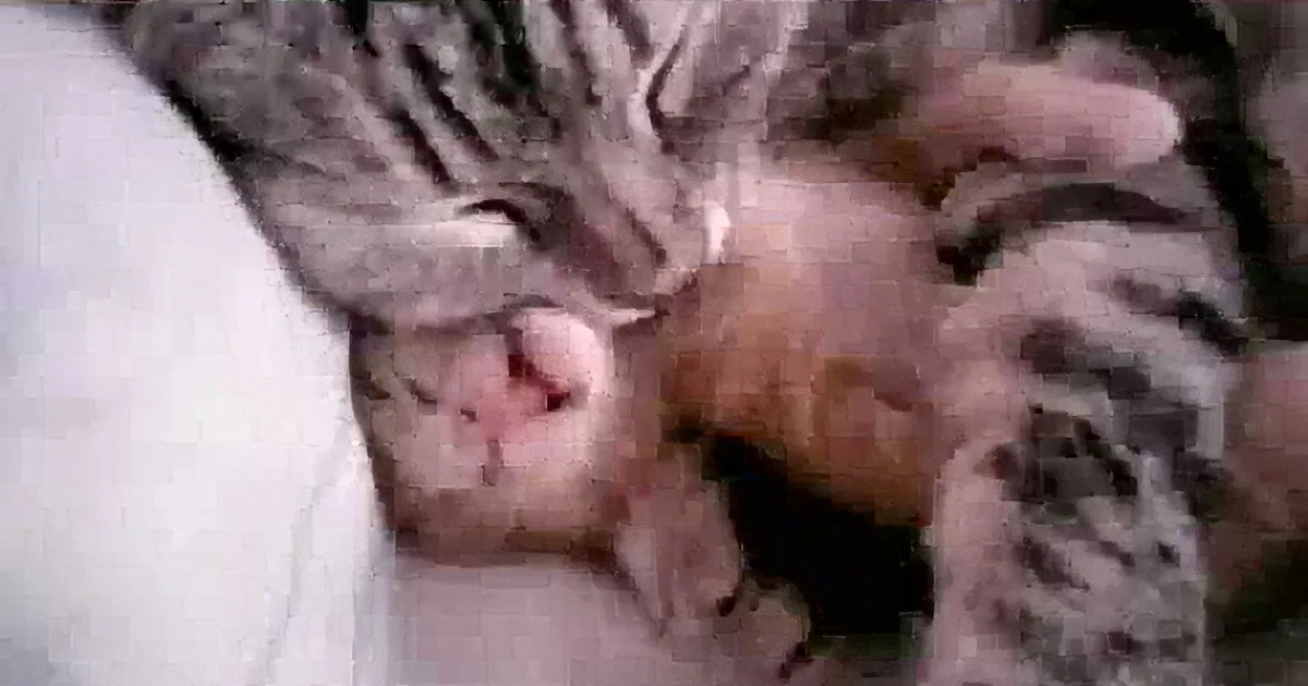 A cat is curled up and sleeping, with its head resting on a white surface.