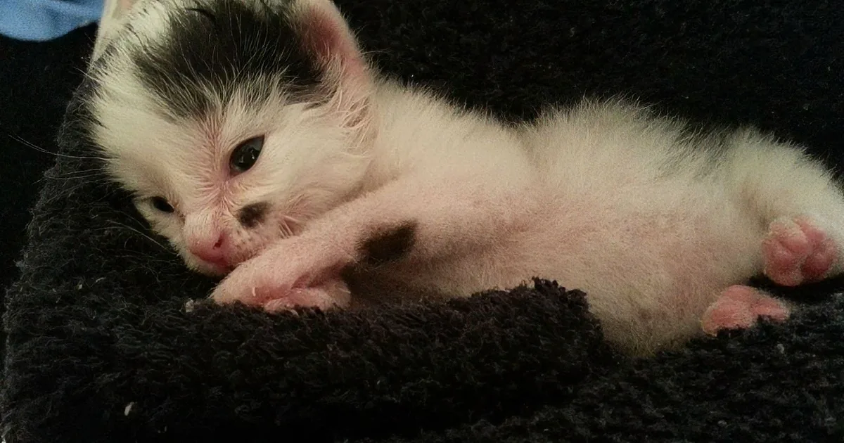 A small, white and black kitten with pink paws and nose is lying on a dark, fuzzy surface.