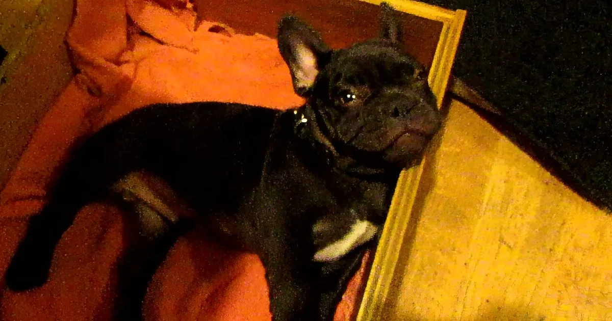 A black French Bulldog puppy with a white patch lies on a red blanket, looking up.