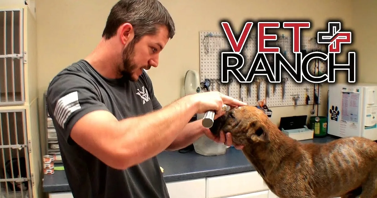 A man in a black shirt is examining a dog's paw in a veterinary setting.