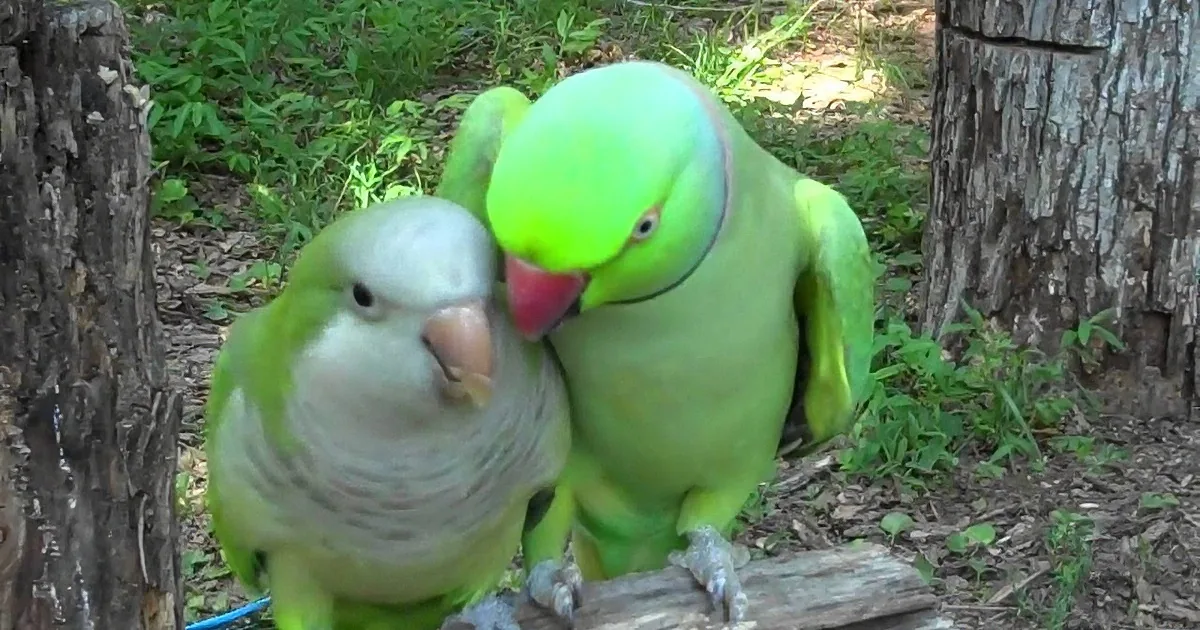 Two green parrots, one with a red beak, are perched on a log, interacting closely in a natural setting.