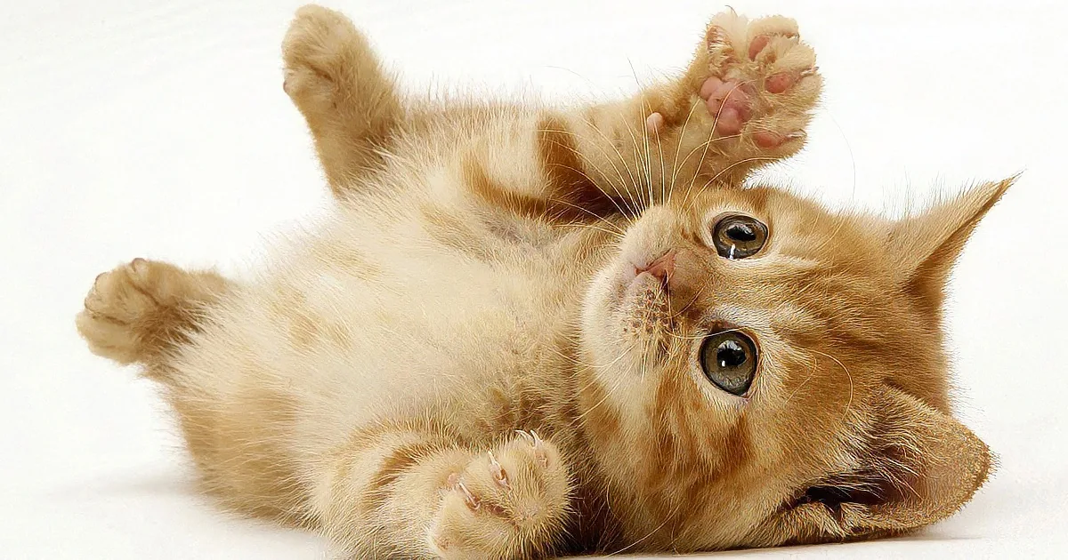 A playful orange kitten lies on its back, paws in the air, and looks directly at the camera.