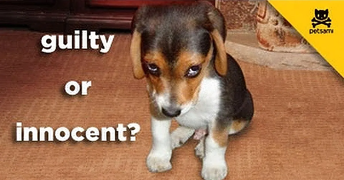 A beagle puppy stands on a carpet with "guilty or innocent?" text and a skull logo in the corner.