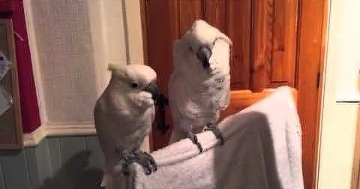Two white cockatoos perched on a towel, one looking around, in a cozy indoor setting.