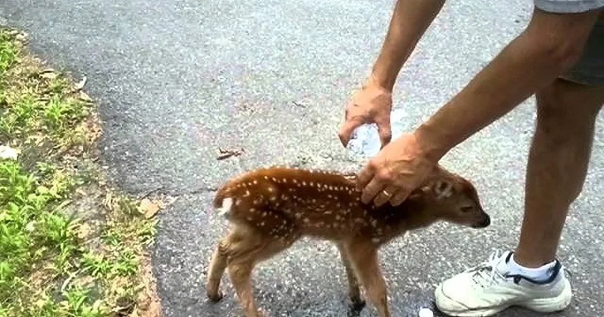 This Little Baby Deer Approaches Him, but He Wasn''t Expecting This to Happen