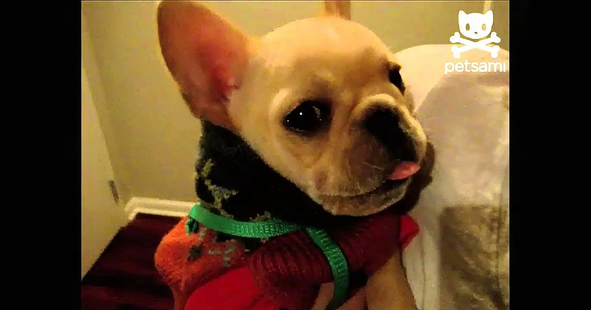 A small dog with a green collar and red sweater is being held, looking slightly to the side.