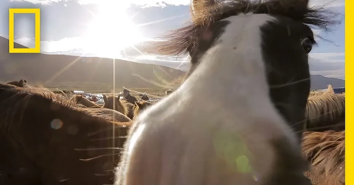 A close-up of a horse's head with sunlight and lens flare in the background.