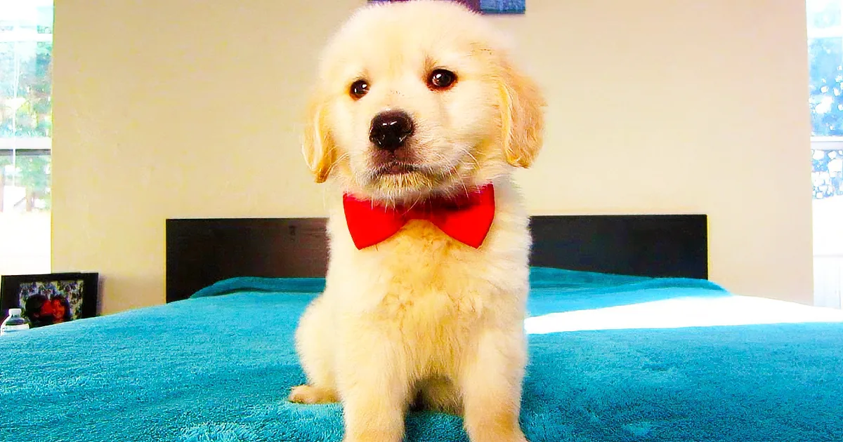 World''s Most Adorable Puppy Had Me in Stitches When Dad Started Recording