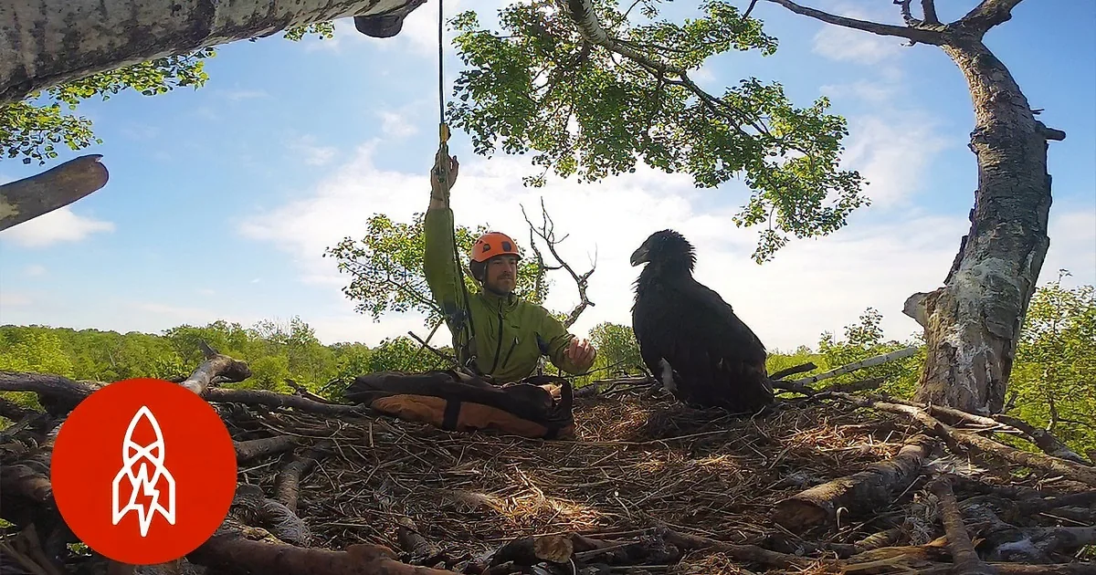 A man in a helmet and green jacket is in a tree, holding a rope, with a large bird perched on the nest.