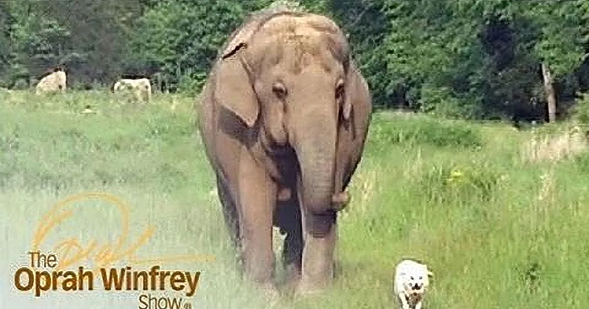 An elephant walks through a grassy field with trees in the background.