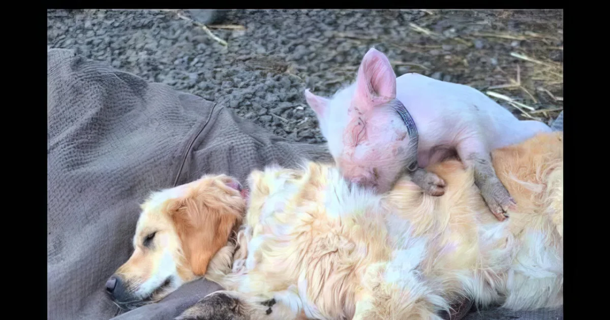 A dog and a pig are lying together on a blanket, appearing relaxed and comfortable.