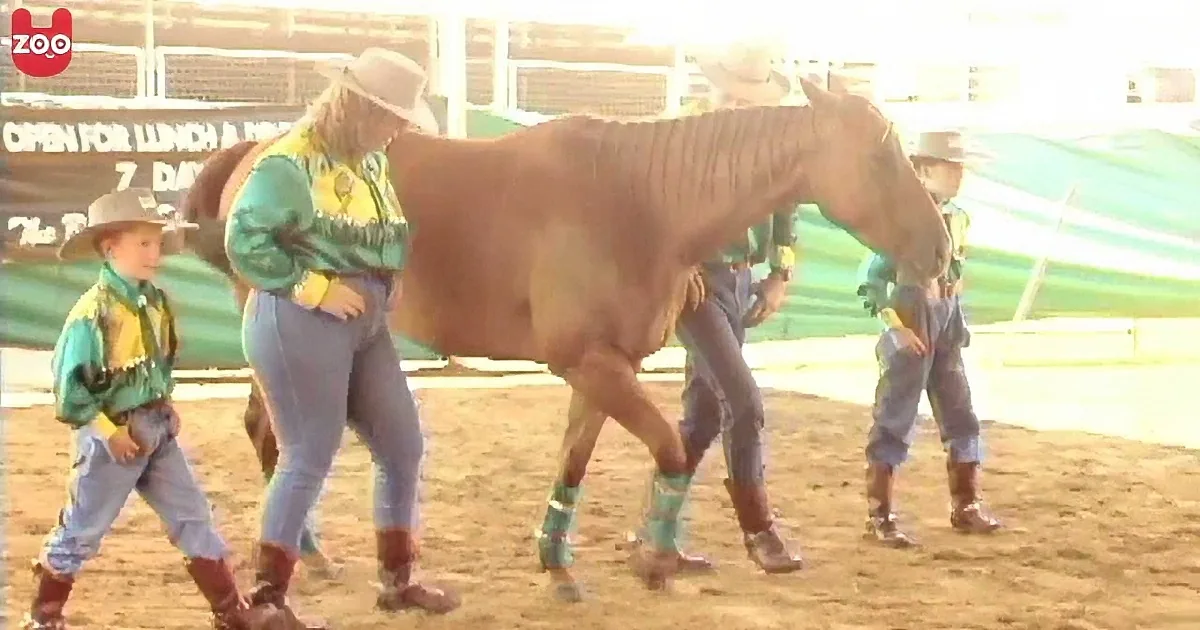 A horse with severely emaciated body is being led by a person and two children in a rodeo arena.