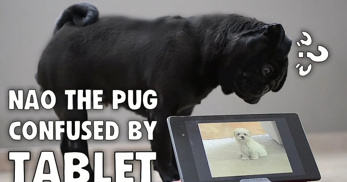 A black pug named Nao appears confused by a tablet displaying a puppy, with a question mark above its head.