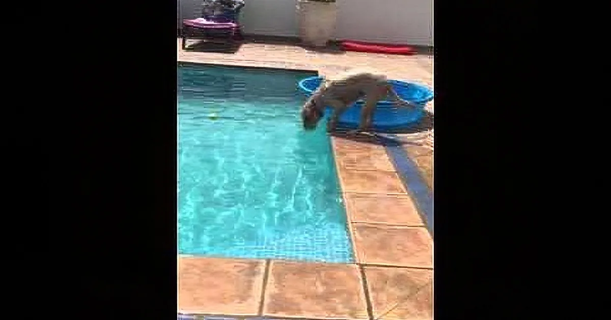 A dog stands at the edge of a swimming pool, looking into a blue bucket.