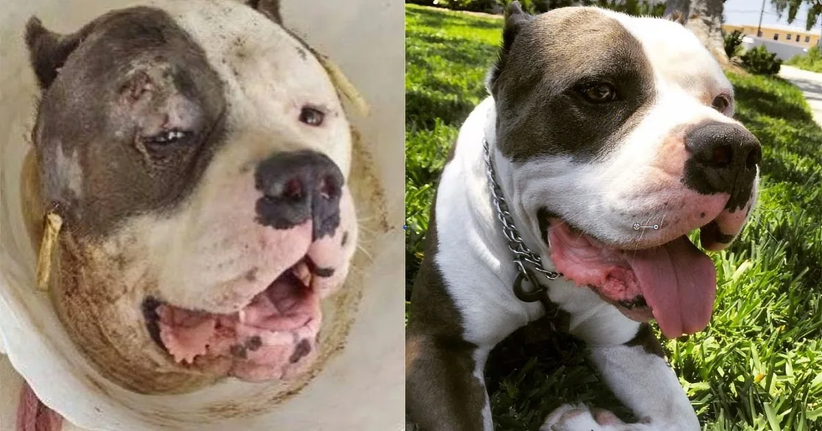 A pit bull with a severe injury to its face and mouth is shown before and after treatment.