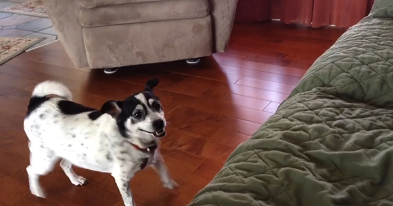 A black and white dog with a red collar stands on a wooden floor, looking up at something off-camera.