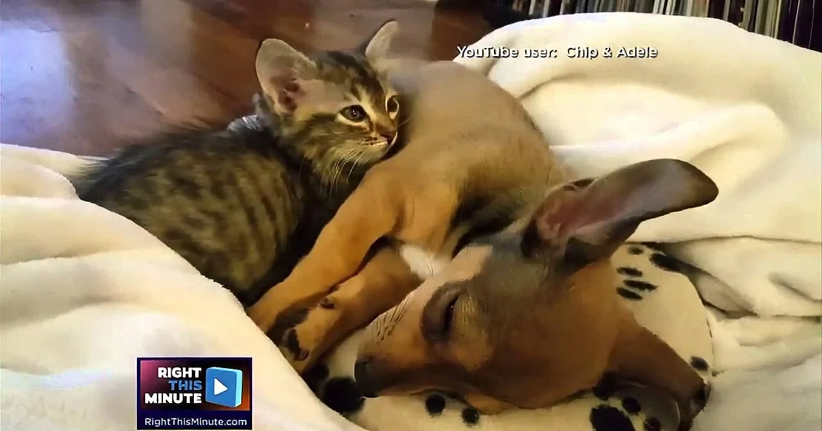 A kitten cuddles with a sleeping dog on a white blanket.