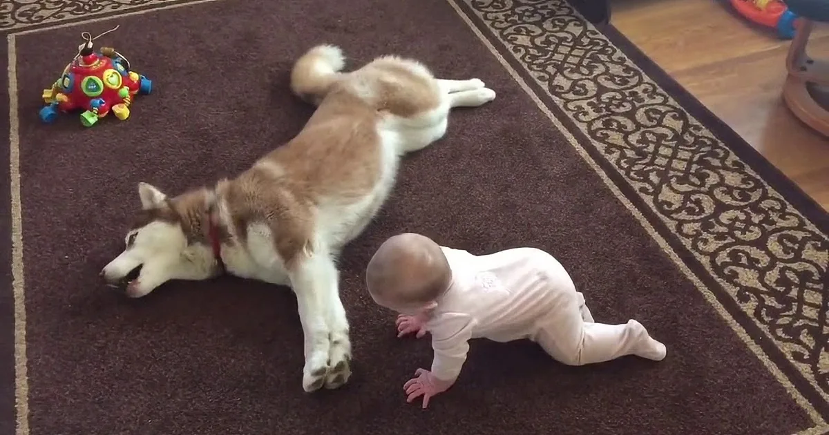 A baby in white clothes is crawling on a brown carpet, interacting with a large, light-colored dog lying on its back.