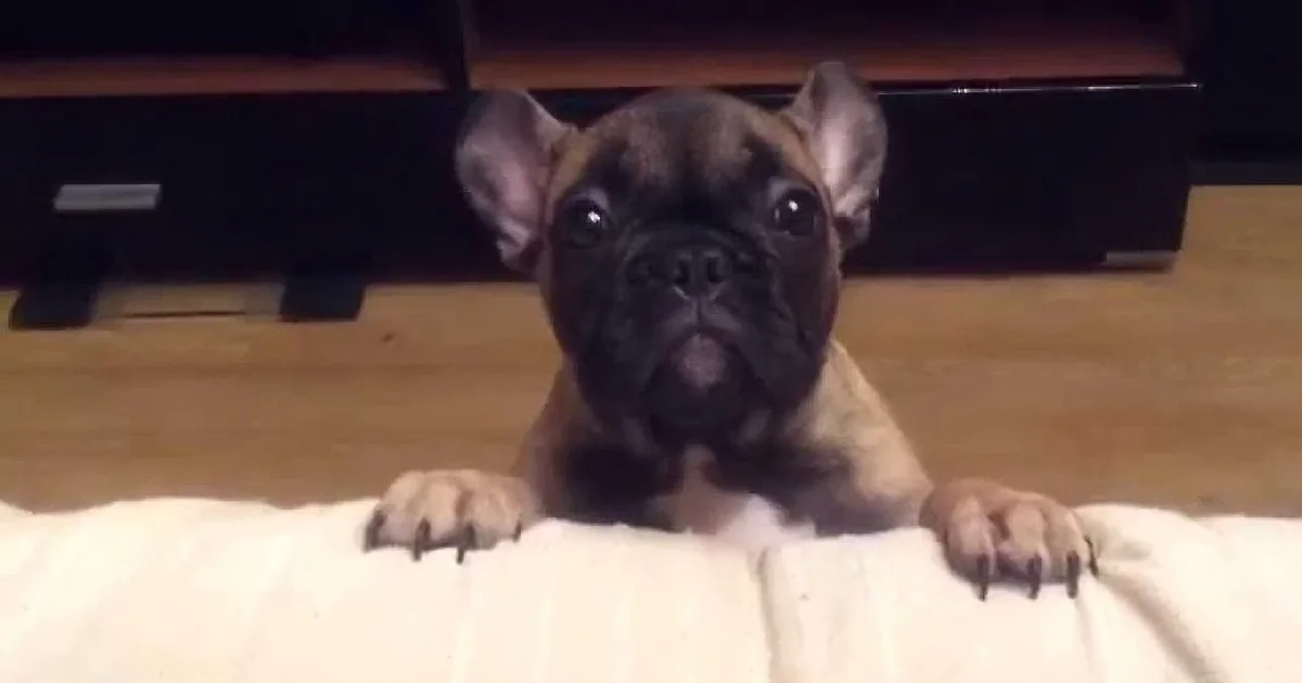 A French Bulldog puppy with a wrinkled face is peeking over a white blanket, looking up.