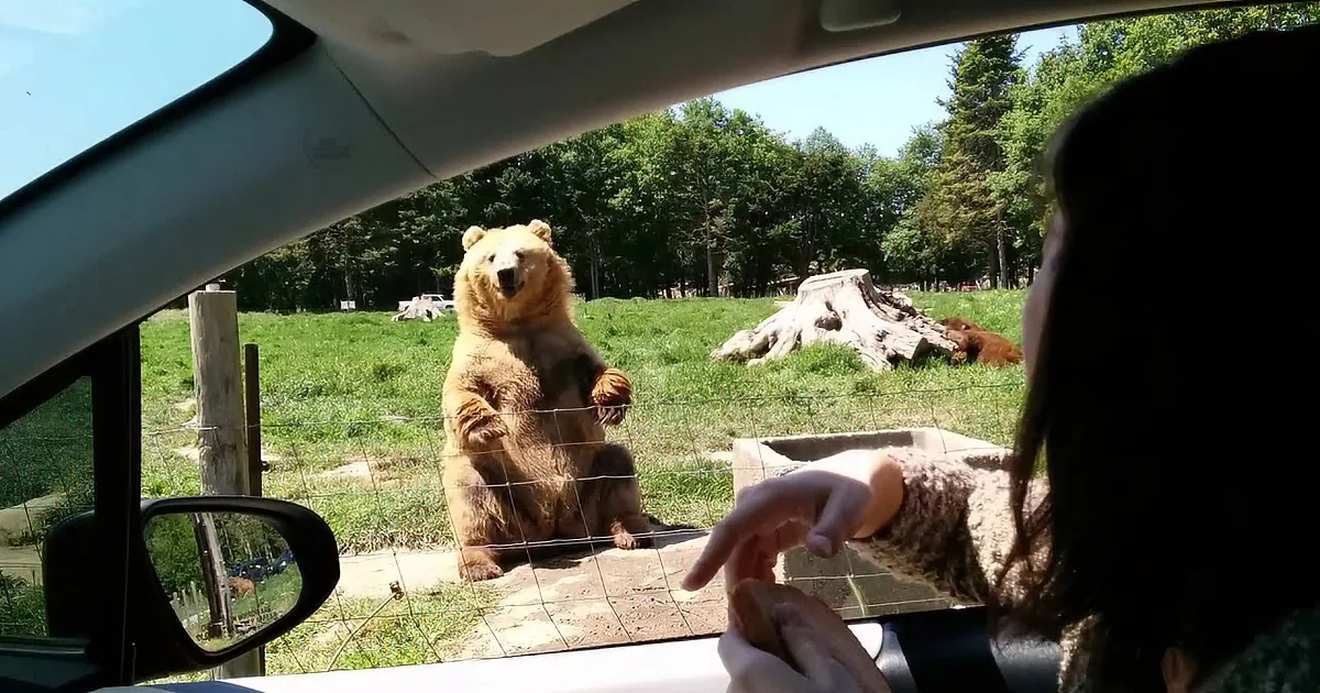 A person in a car feeds a bear through a fence in a grassy enclosure.