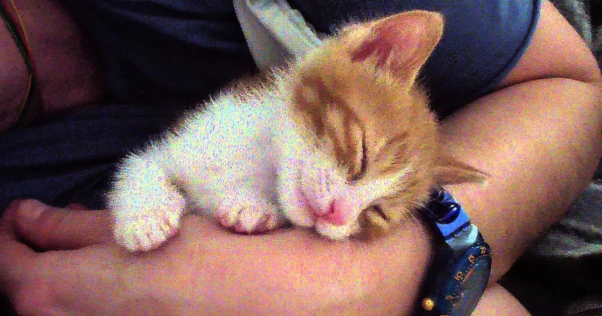 A small orange and white kitten rests peacefully on a person's lap, with the person's hand gently holding the kitten.