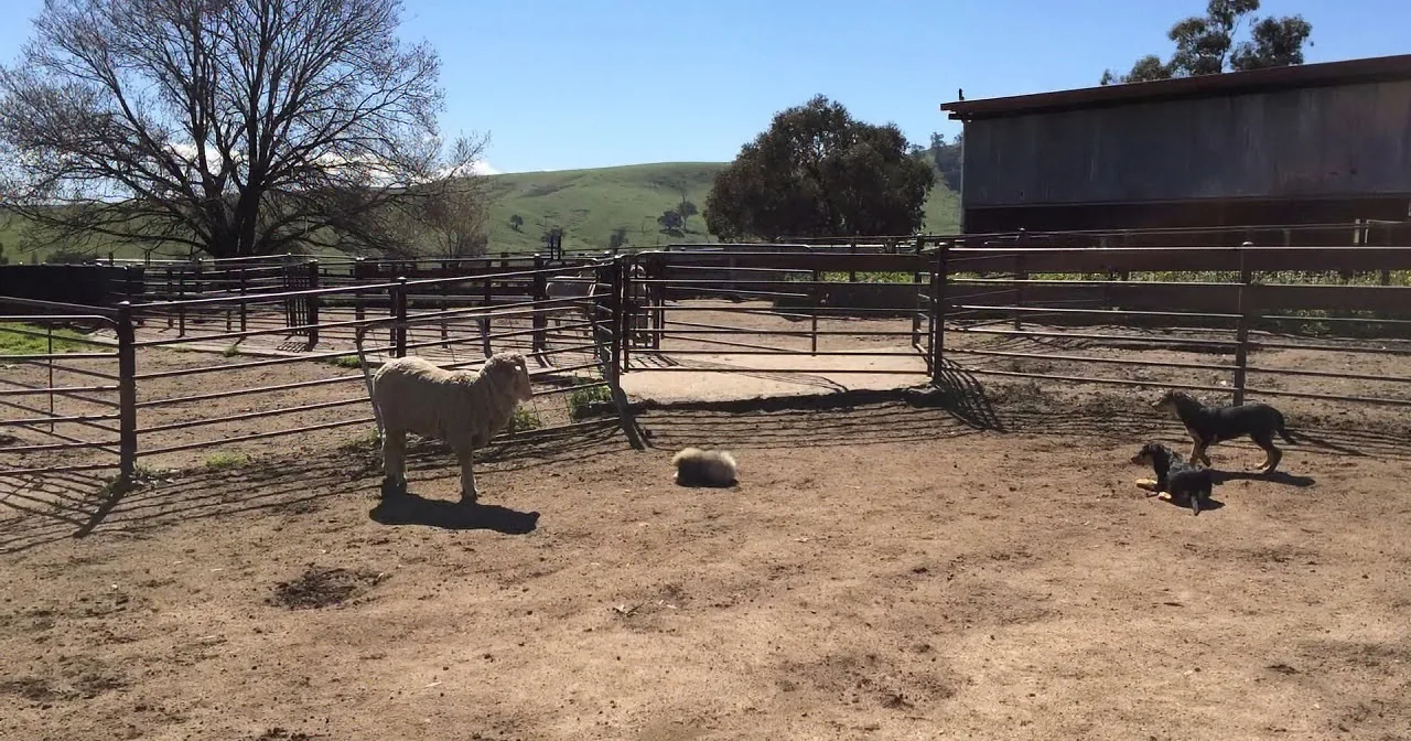 A sheep stands in a fenced area with two dogs nearby, surrounded by a rural landscape with hills and a barn.