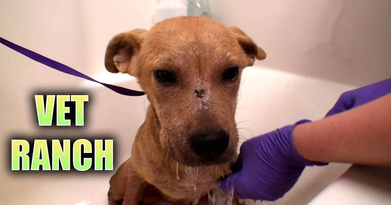 A dog with a purple ribbon around its neck is being bathed by someone wearing purple gloves.