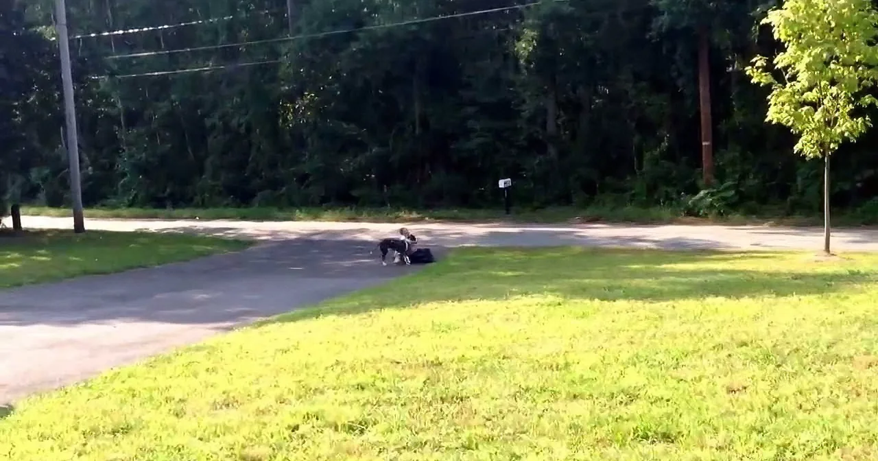 Two dogs playfully interact on a grassy lawn near a road with trees and power lines in the background.