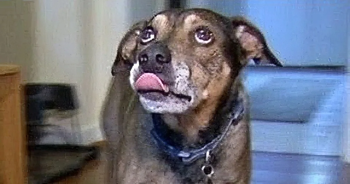 A dog with a surprised expression and a chain collar is the main subject.