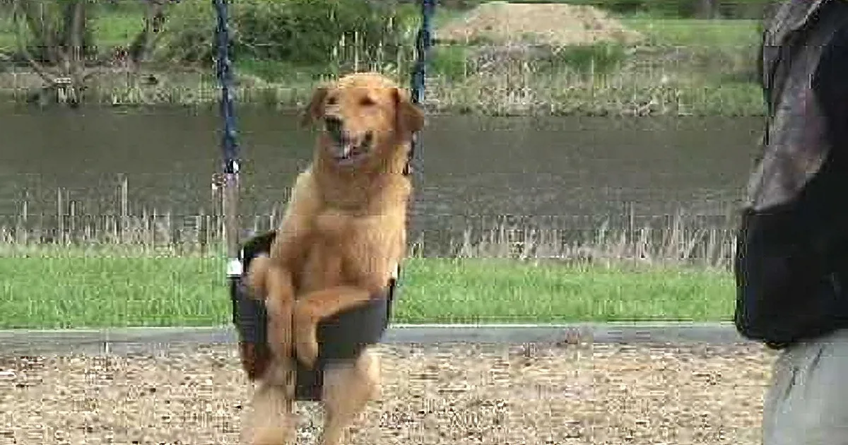 A golden retriever sits happily in a swing, surrounded by a park setting with water and trees in the background.