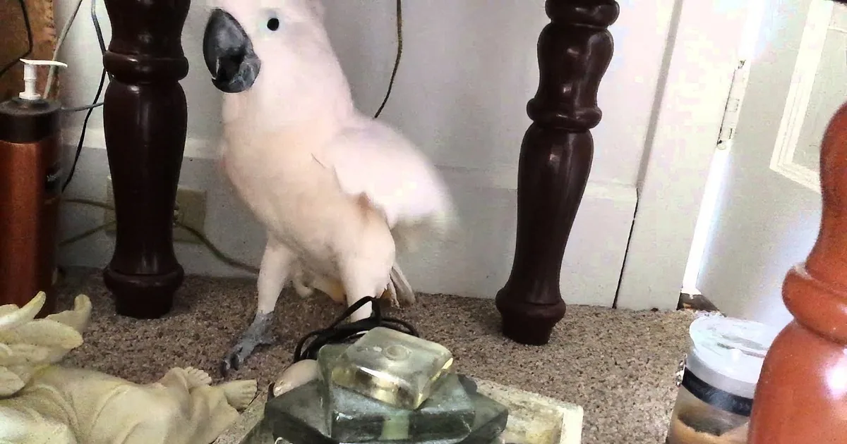 A cockatoo perches near a lamp and a statue, with a cluttered floor and furniture legs in the background.
