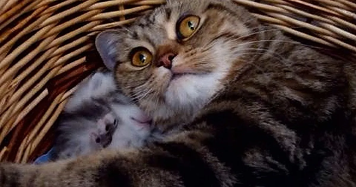 A tabby cat with yellow eyes sits in a woven basket, cradling a smaller kitten.