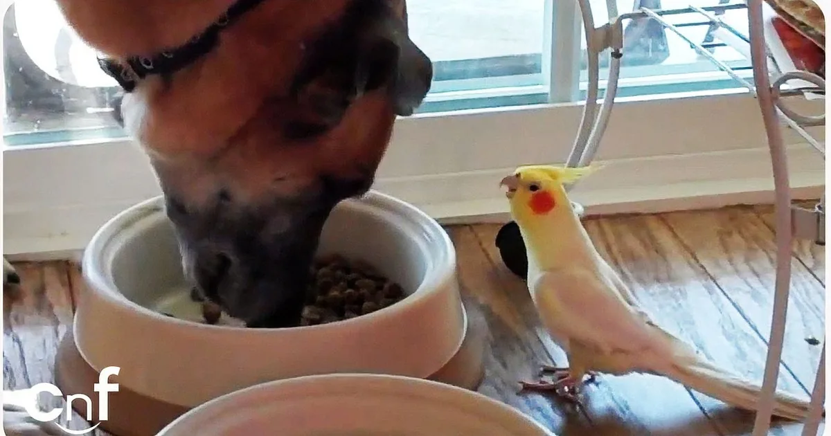 A dog and a cockatiel share a meal, with the bird perched nearby.