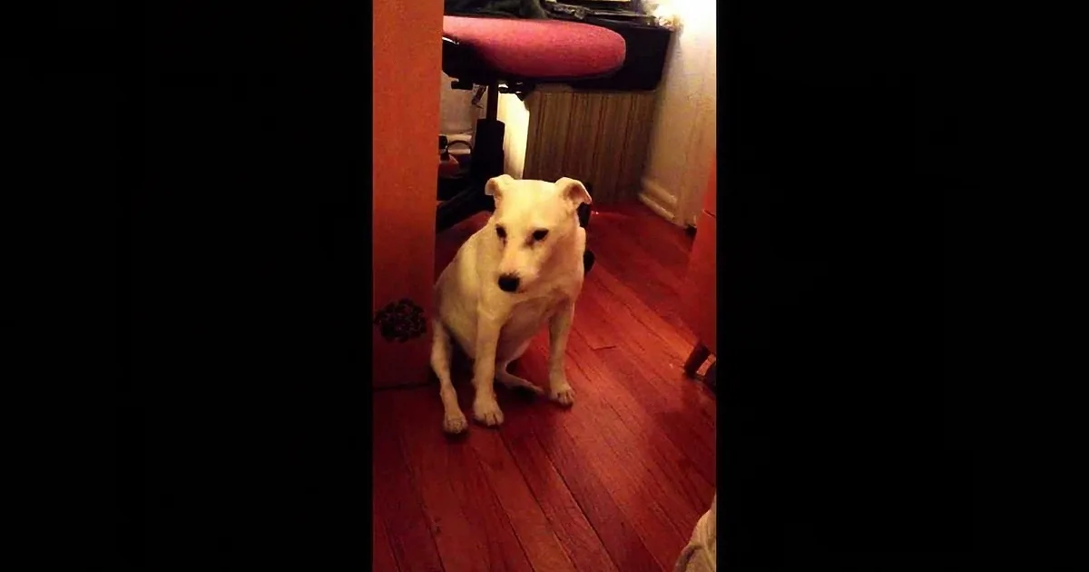 A white dog sits on a wooden floor, looking slightly to the side.