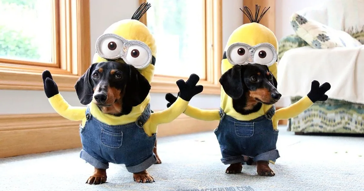 Two dachshunds dressed as Minions stand side by side, wearing yellow costumes and blue jeans.