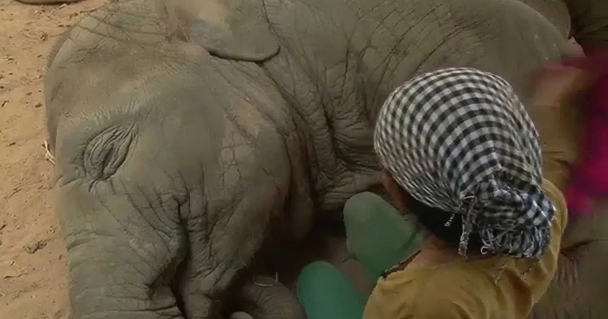 A person in a checkered headscarf and green gloves is tending to a baby elephant's trunk.