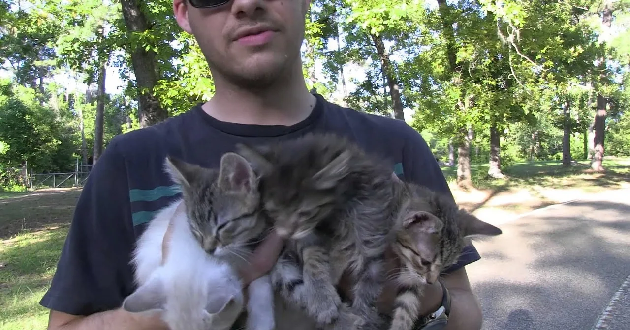 A man holds three cats, two white and one tabby, in a park setting with trees and sunlight.