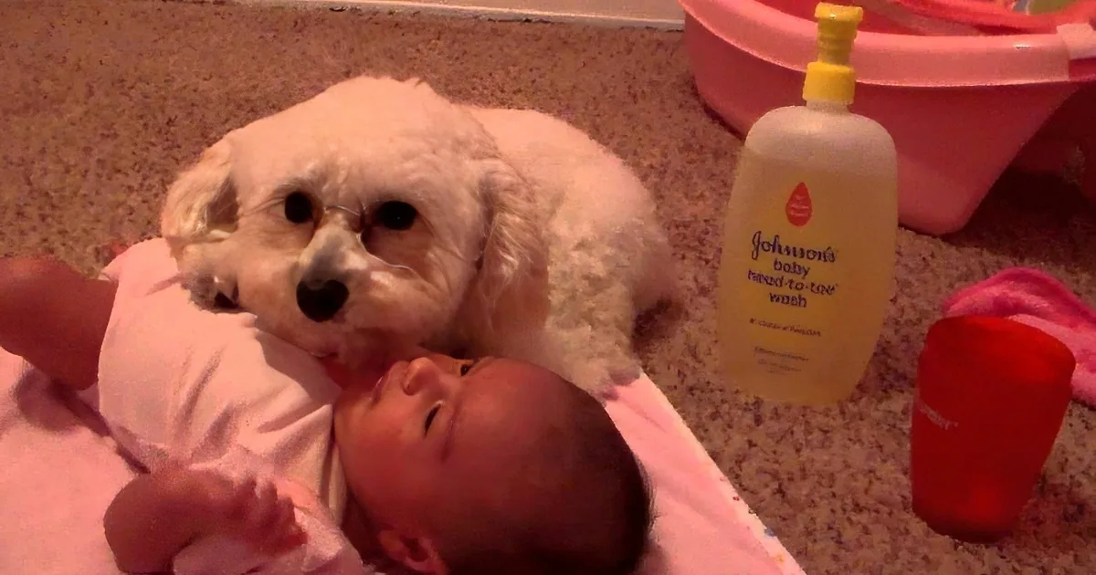 A fluffy white dog sits beside a newborn baby wrapped in a pink blanket, with baby wash and a red cup nearby.