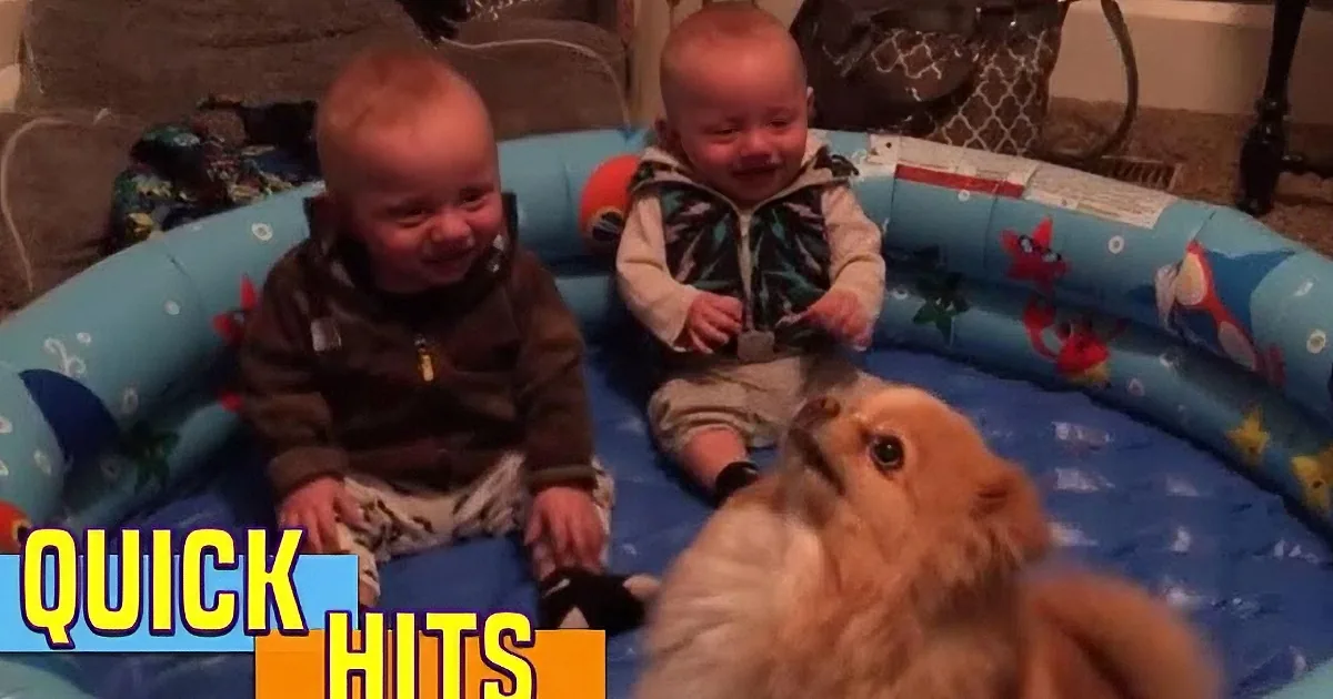 Two babies in a playpen, laughing, with a fluffy animal nearby.